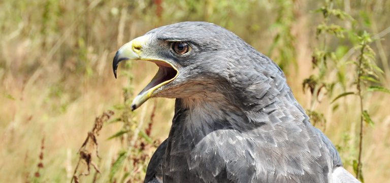 Chevron strives to avoid or reduce the potential for signiﬁcant impacts on sensitive species, habitats and ecosystems, including the South American Black-Chested Buzzard Eagles.