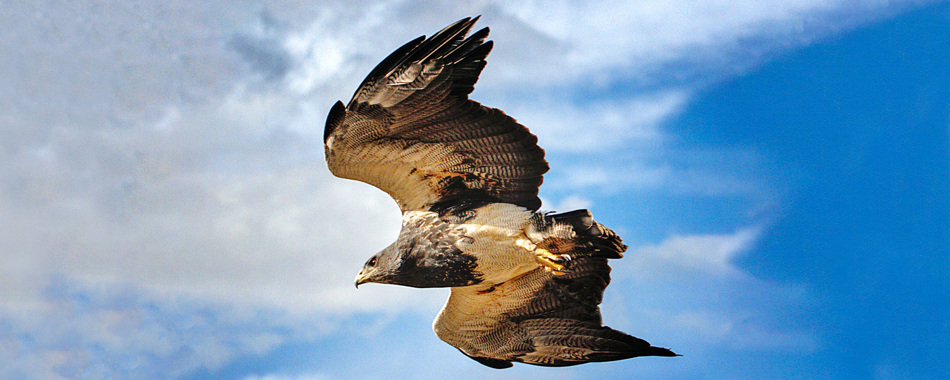 black-chested buzzard eagle