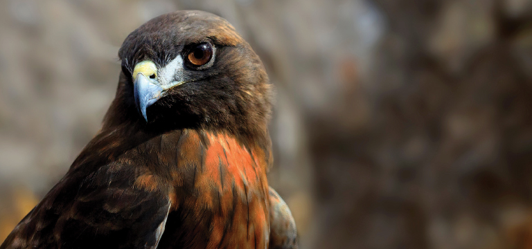Red-tailed hawk looking sideways