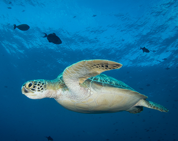 Diving with endangered green sea turtles on Maratua island