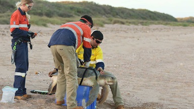 Julian Kalau, a Chevron Australia environmental advisor, helps affix a satellite tracker on a flatback sea turtle.