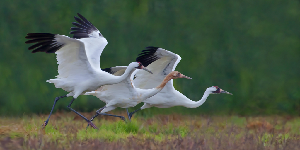 Wild Files: Whooping Cranes of Louisiana — Chevron.com