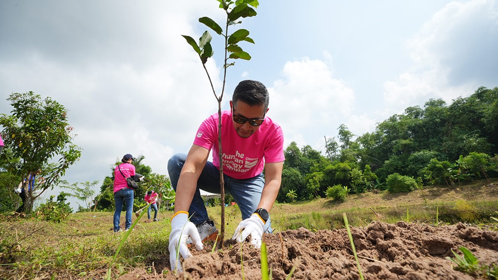 volunteer planting a tree